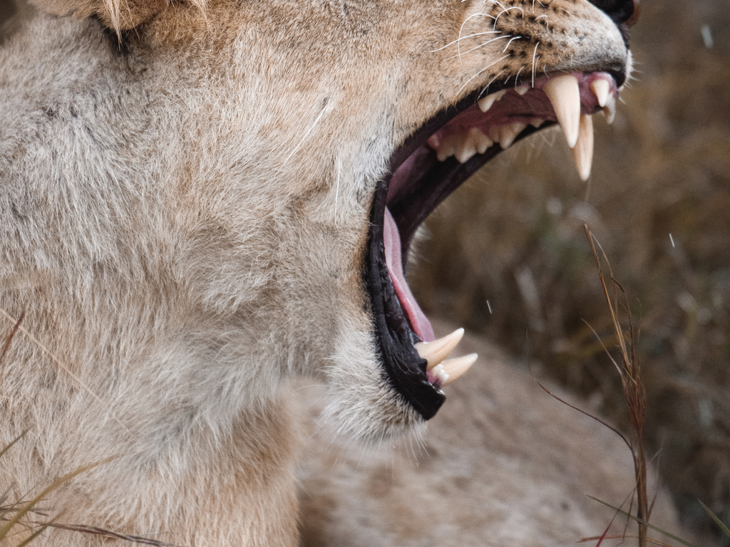 Ultimate Kenya Safari